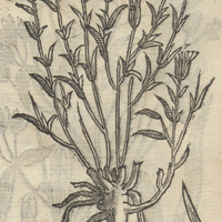ANONYMA MECHV. II.