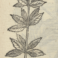 ANONYMA III.