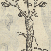 ANONYMA IV.
