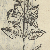 ANONYMA V.