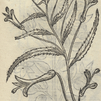 ANONYMA VI.