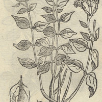 ANONYMA X.