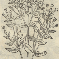APANXALOA.