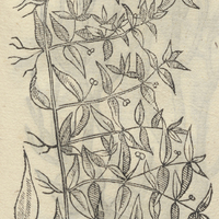 AOCOXOCHITL.
