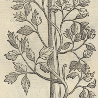 AQUITZTLI.