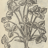 ATENXIHVITL.
