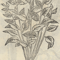 ATZIZICAZTLI.