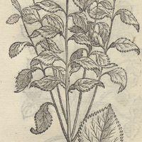 AXIHVITLAPAPATLACTLI.