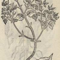 AXOCHIOTL.