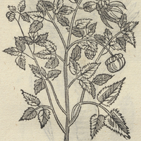 AZTAXOCHITL.