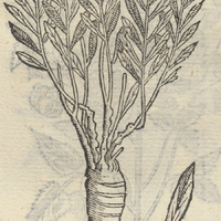 CACACILI.