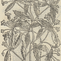 CACALIC.