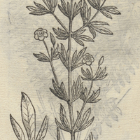 CACAMILXOCHITL.