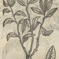 CACATLAOLXOCHITL.