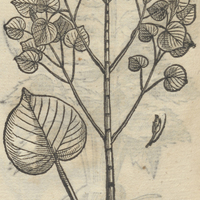CAMATOTONCAPATLI.