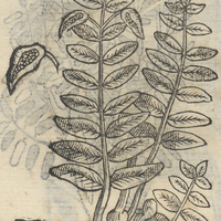 CENANAM TEZCOQVENSIS