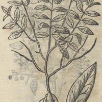 CECECPATLI.