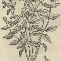 CELICPATLI.