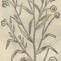 CHIAVHXIHVITL.