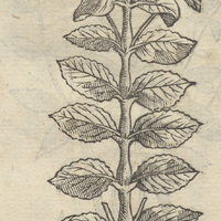 CHICHICA QVILITL.