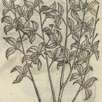 CHICHICEZQVAHIVTL.