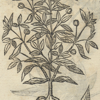 CHICHILTICPATLI.