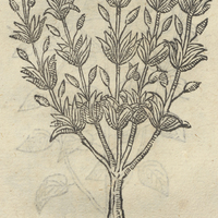 CICIPENI.