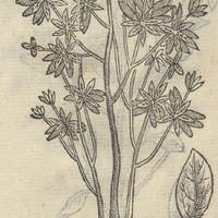 Cihoapatli axitzalpatli