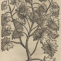 COLOTZITZICATZTLI.