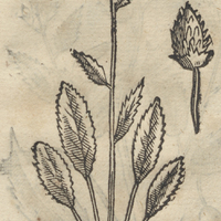 CVPITRI.