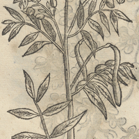 ECAPATLI ALTERA.