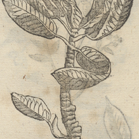ELOXOCHITL.