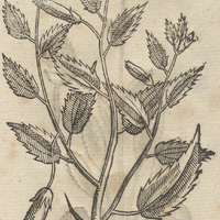 HACOYOCHITL.