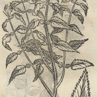 HVAPA QVILTIC