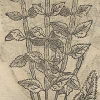 MAMAZTLaCOTL.