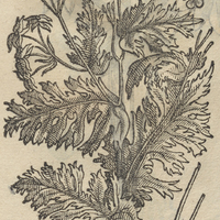 MIAXIHVITL.