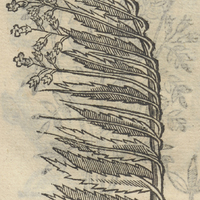 MICAXIHVITL.