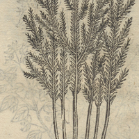 MICATLaCH PAHOAZTLI.