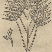 MIMIYCA HVATZIN.