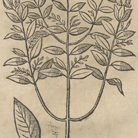 MOHVITLI.