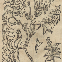 MACAZPIPILLOLI.