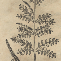 OCOPETLaL.