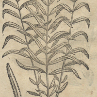 OCVILPATLI ALTERA.