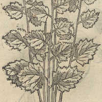 PYAZTLaCOTL.