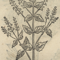 QVAVH CHIAN.