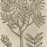 QVAVH COYOLI CHIELTA.