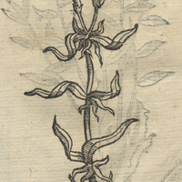 QVAVH CHILPAN.