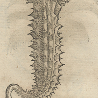 QVAVH CVETZ PLaCVITLaPILLI.