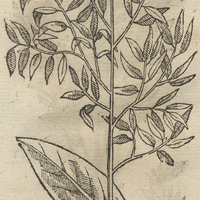 QVAVH ELOXOCHITL.