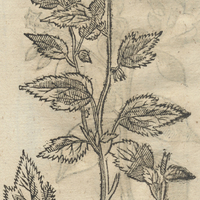 QVAVH YTZAPOLI.